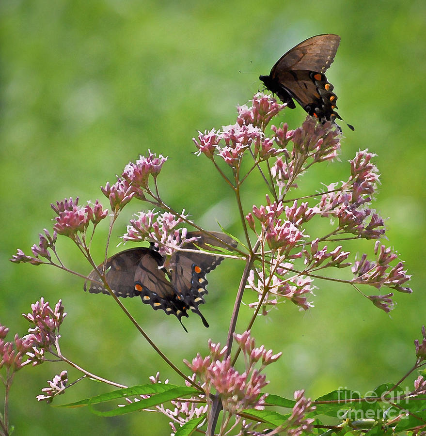 Butterfly Photograph - Butterfly Duet  by Kerri Farley