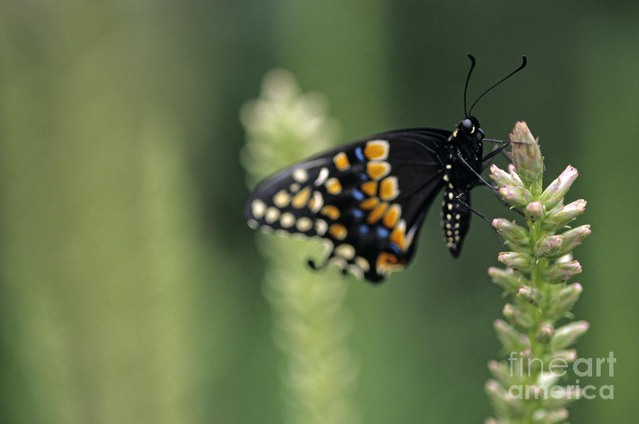 Insects Photograph - Butterfly E. Black Swallowtail by Jim Corwin