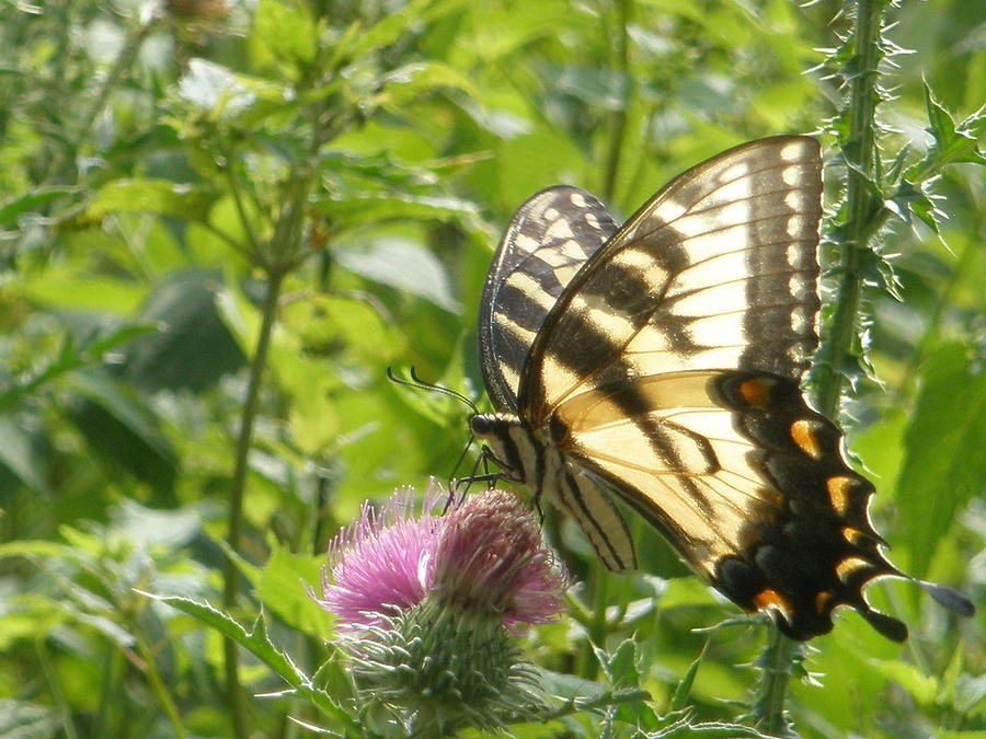 Butterfly Photograph by Earl Sickels - Fine Art America