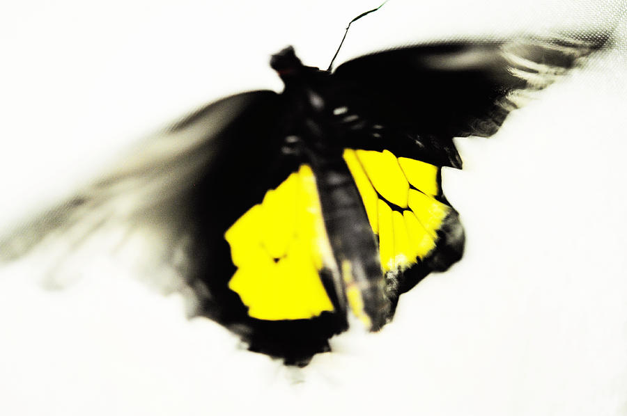 Butterfly Effect 2 Photograph by Jenny Rainbow