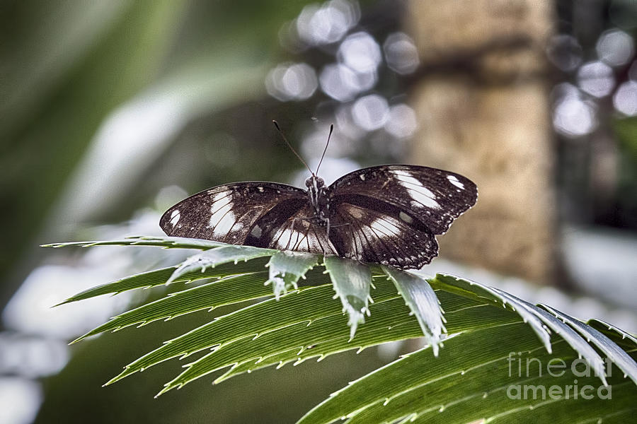 Butterfly Effect V4 Photograph by Douglas Barnard