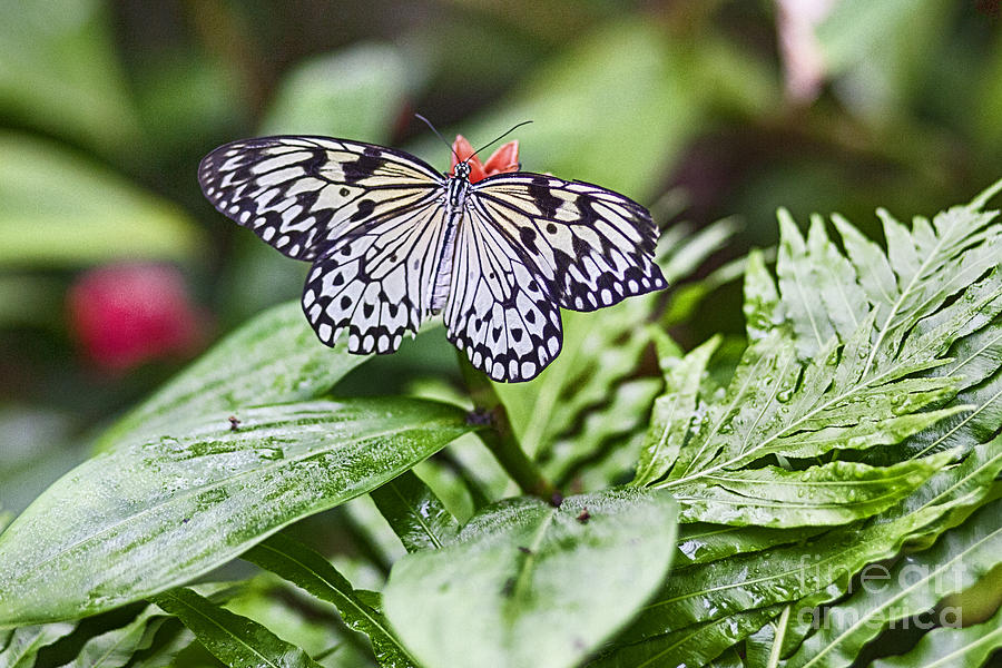 Butterfly Effect V5  Photograph by Douglas Barnard