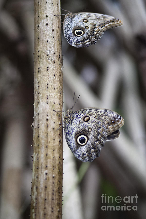 Butterfly Effect V6 Photograph by Douglas Barnard