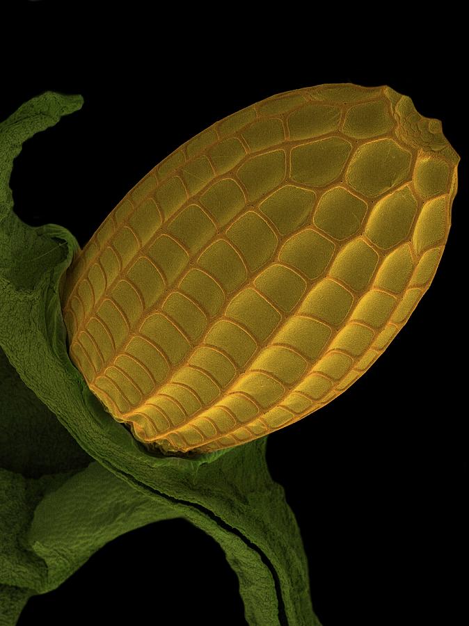 Butterfly Egg Photograph by Karl Gaff / Science Photo Library