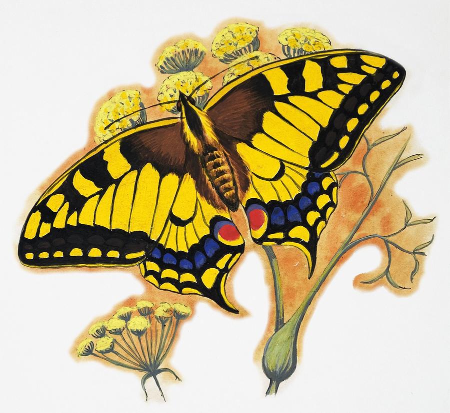 Butterfly Drawing - Butterfly by English School