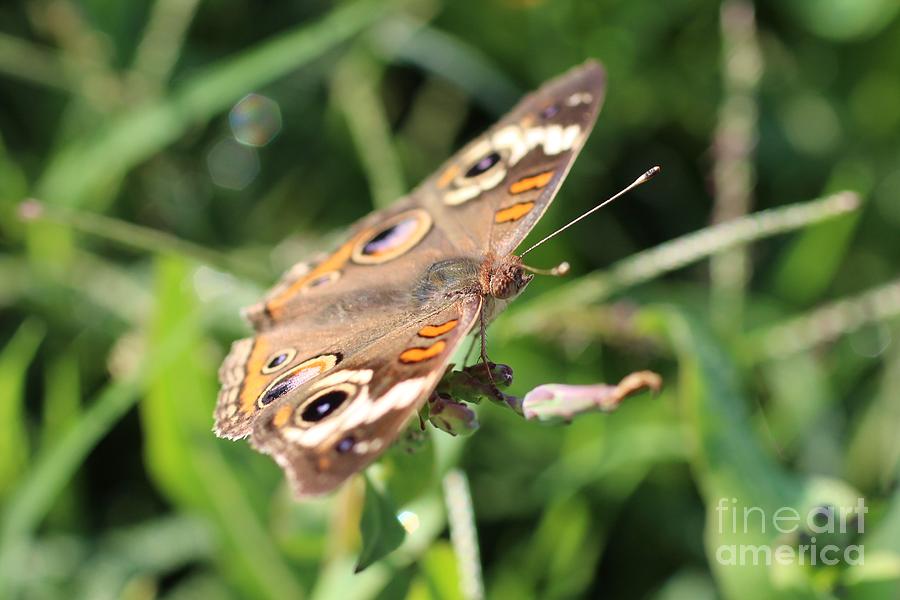 Butterfly Photograph - Butterfly Eyes by Jennifer Churchman