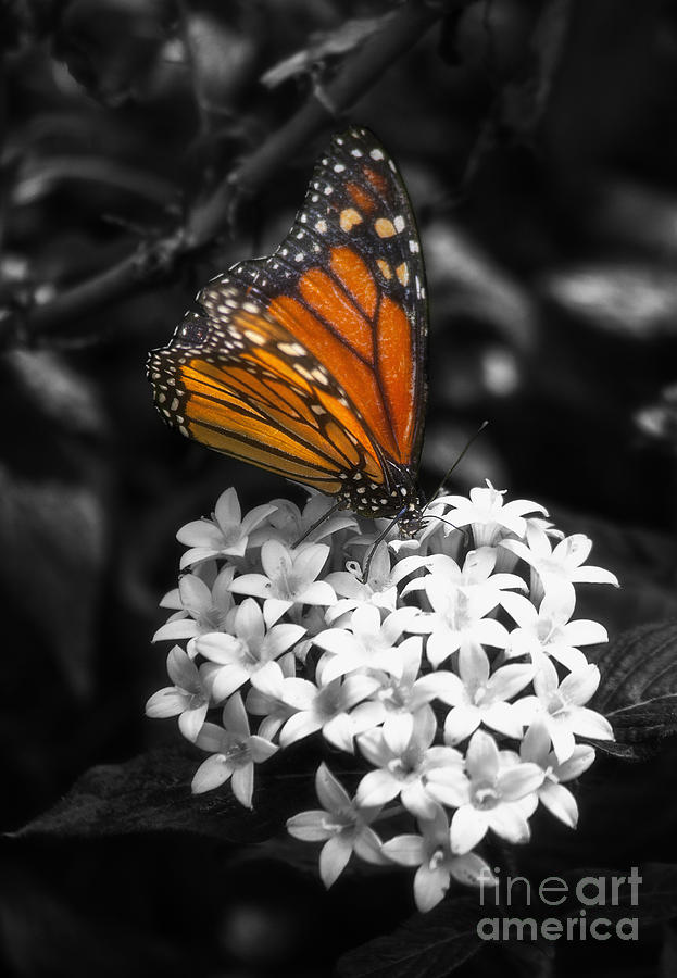 Butterfly Photograph - Butterfly by Fabian Roessler