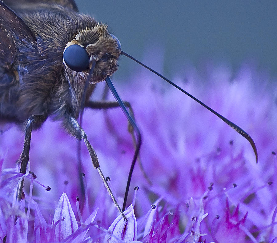 Butterfly face Photograph by Lowell Monke