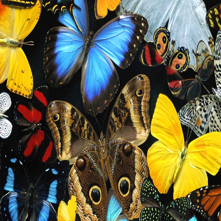 Butterfly Family Photograph by Florene Welebny