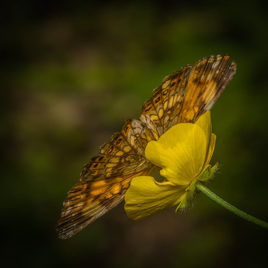Butterfly Photograph - Butterfly Fan by Paul Freidlund