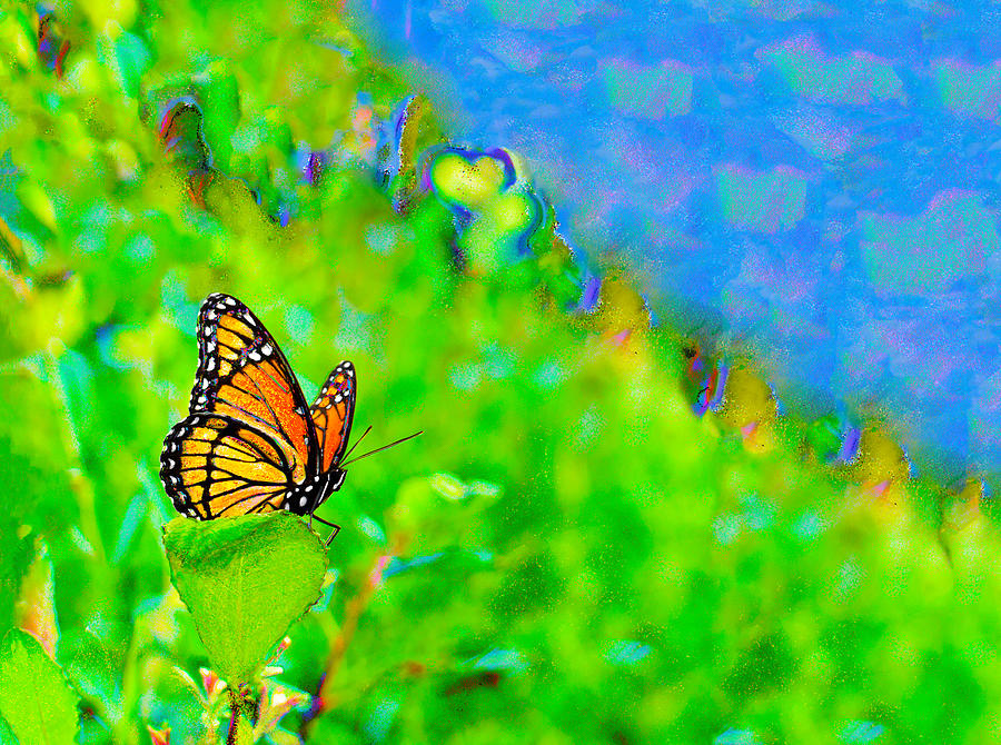 Butterfly Fantasy Photograph by Marianne Campolongo
