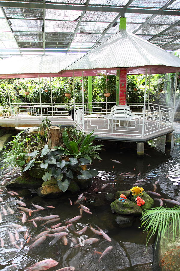 Butterfly Farm - Phuket Thailand - 011313 Photograph by DC Photographer ...