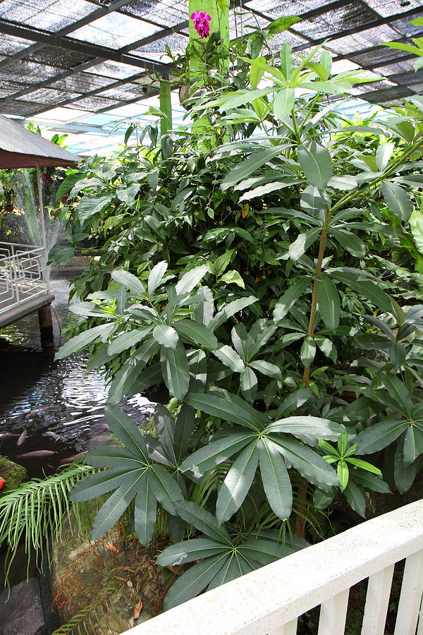 Butterfly Farm - Phuket Thailand - 011315 Photograph by DC Photographer ...