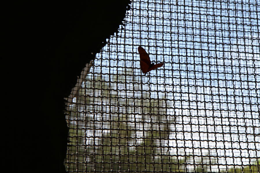 Butterfly Farm - Phuket Thailand - 011323 Photograph by DC Photographer ...