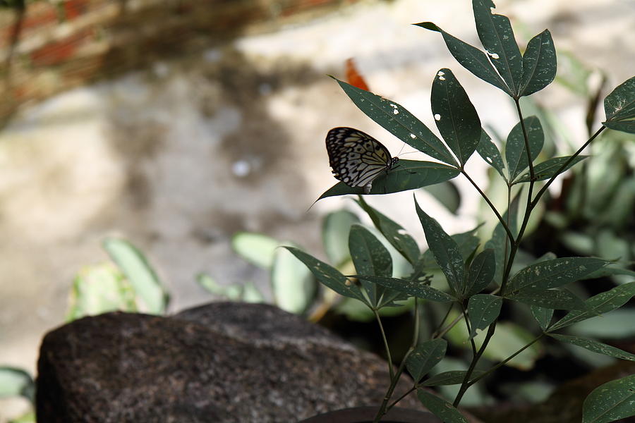 Phuket Photograph - Butterfly Farm - Phuket Thailand - 011332 by DC Photographer