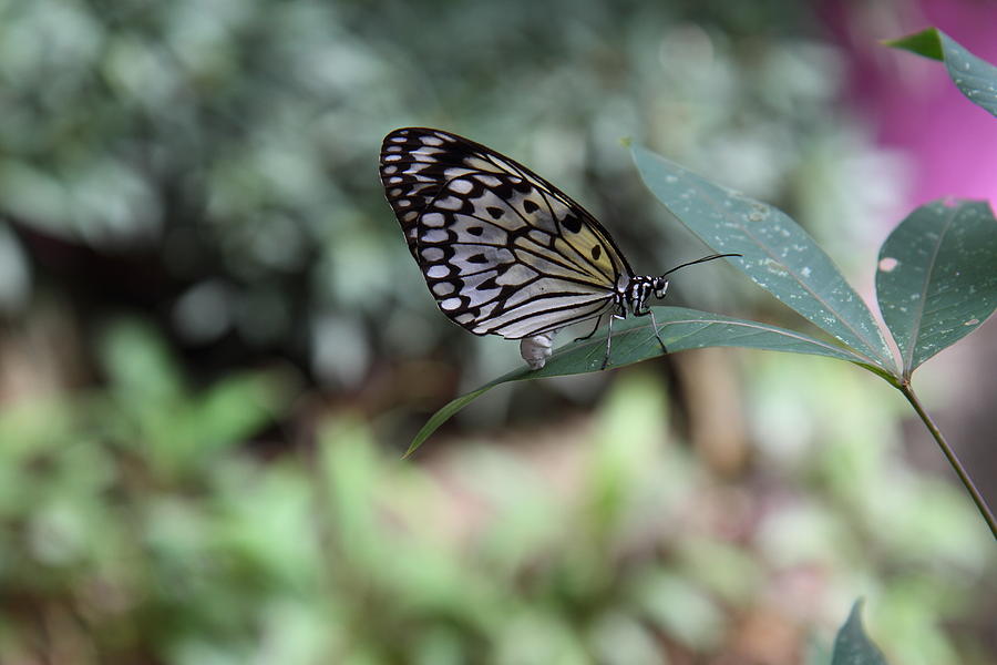 Butterfly Farm - Phuket Thailand - 011334 Photograph by DC Photographer ...