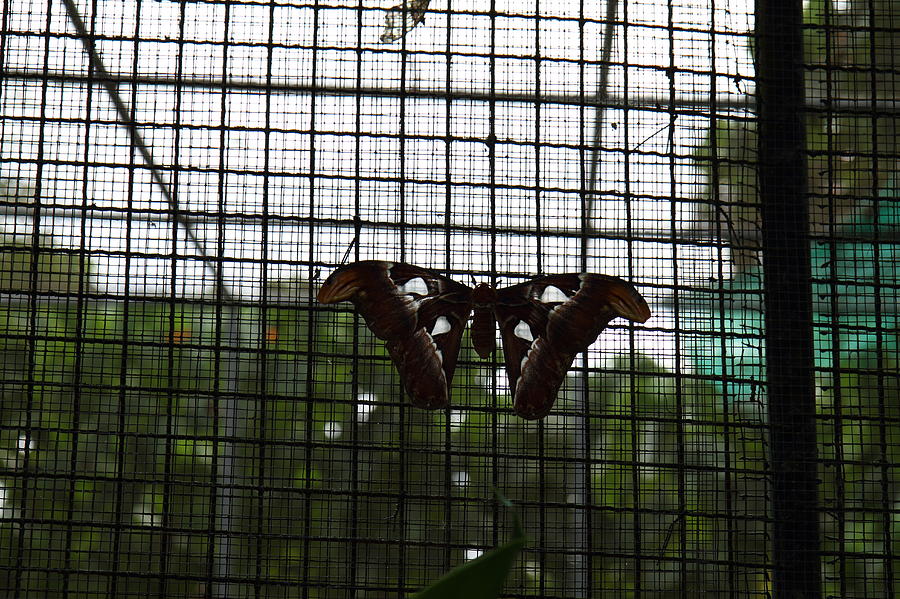 Butterfly Farm - Phuket Thailand - 011350 Photograph by DC Photographer ...