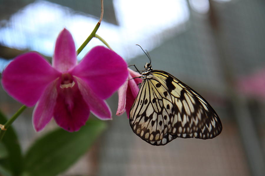 Butterfly Farm - Phuket Thailand - 011351 Photograph by DC Photographer ...