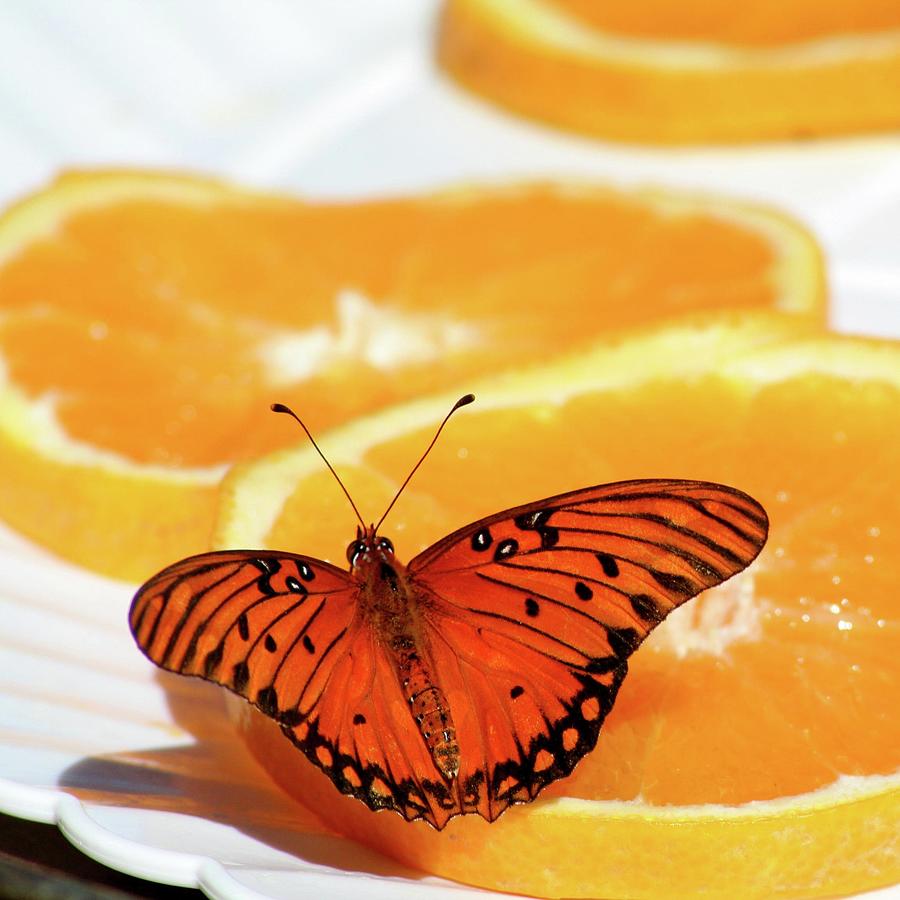 Butterfly Feast Photograph by Art Block Collections