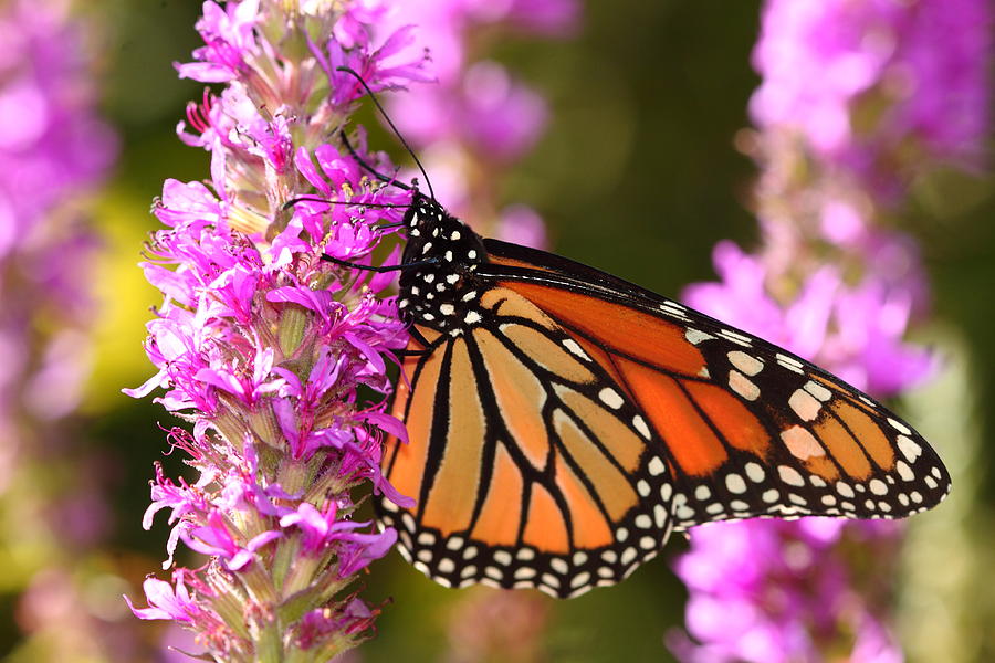 Butterfly Field Photograph by Paul Slebodnick - Fine Art America