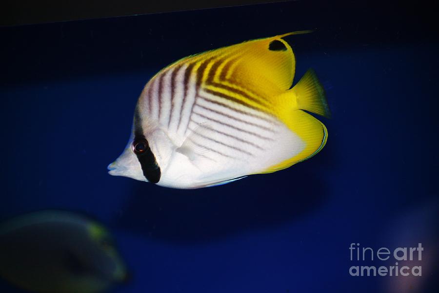 Butterfly Fish Photograph by Craig Wood