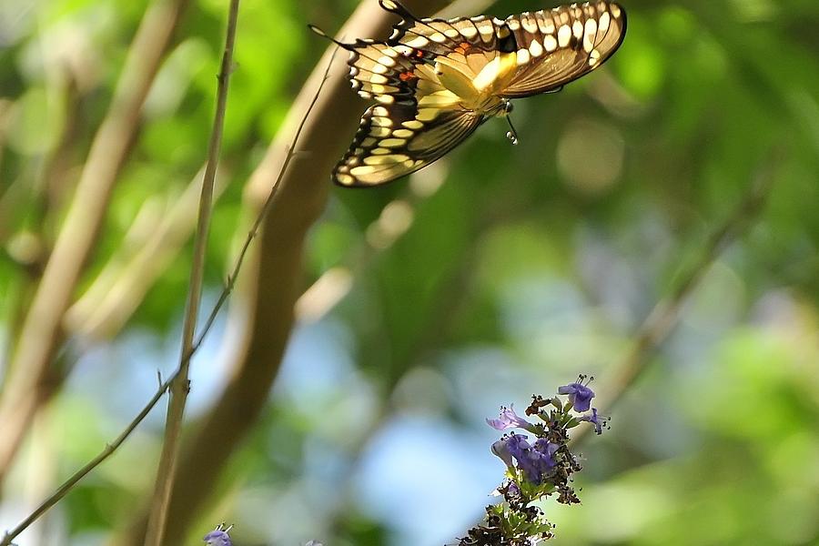Butterfly Flight Photograph by Charlotte Schafer