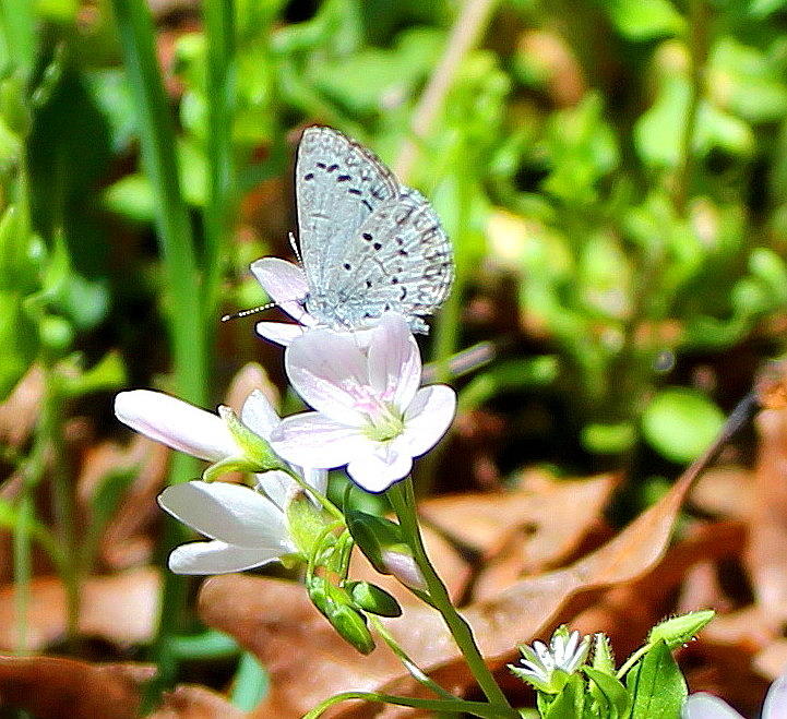 Butterfly Photograph - Butterfly Flower by Candice Trimble Butterfly Photograph - Butterfly Flower by Candice Trimble