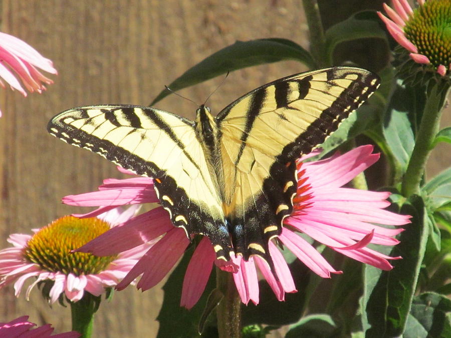 Butterfly Flower Photograph by Loretta Pokorny