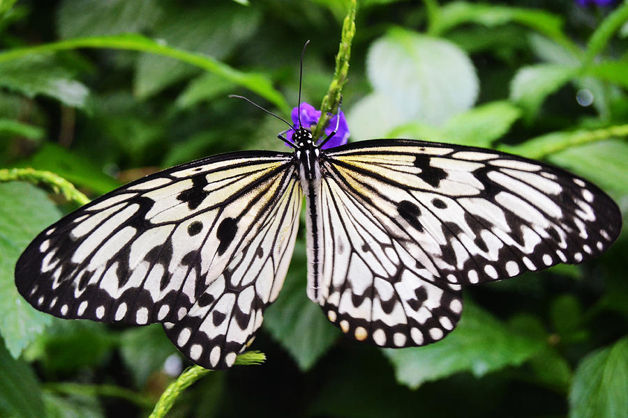 Butterfly Fly Away Photograph