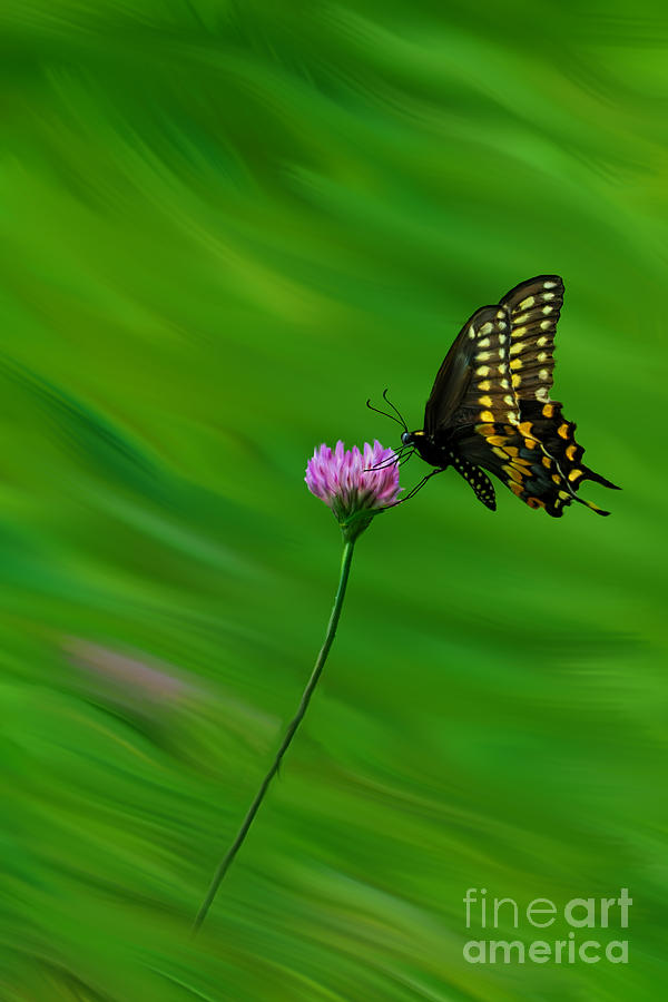 Butterfly flying over flower Photograph by Dan Friend