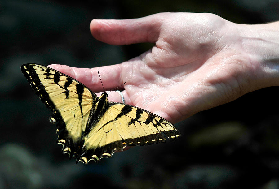 Butterfly friend Photograph by Lara Ellis