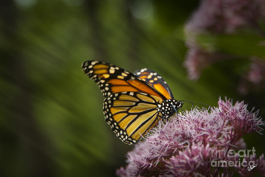 Butterfly Photograph - Butterfly Garden by Alana Ranney
