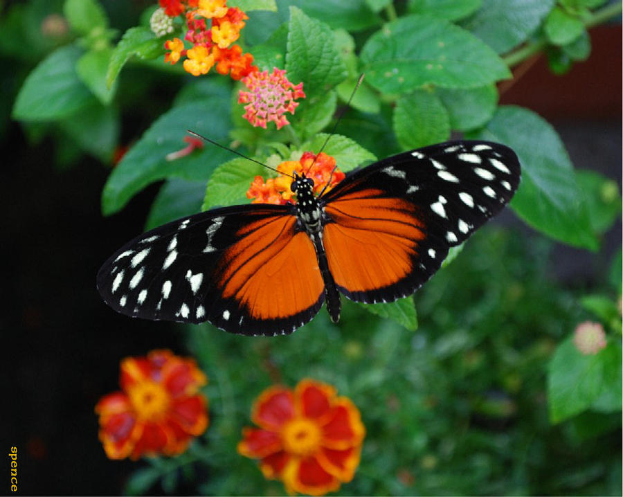 Butterfly Garden Photograph By Bobbi Spence - Fine Art America