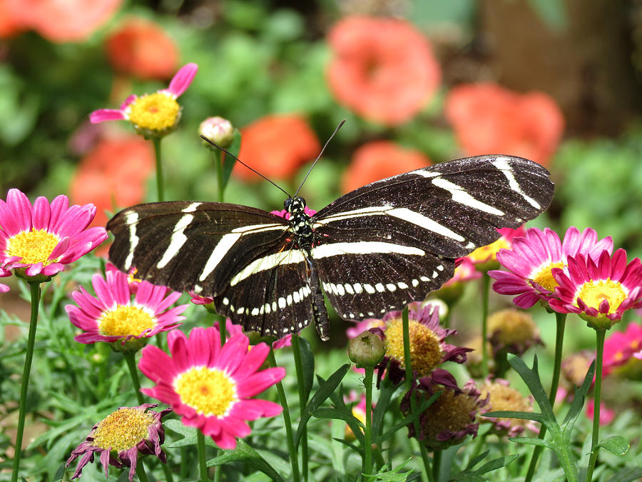 Butterfly Garden Photograph by Laurel Powell