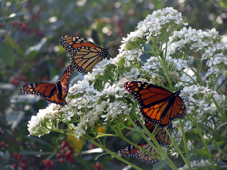 Butterfly Garden - Monarchs 03 Photograph by Pamela Critchlow