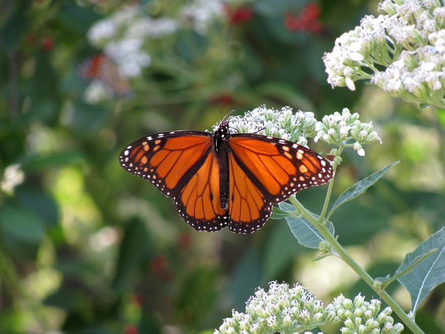 Butterfly Garden - Monarchs 04 Photograph by Pamela Critchlow