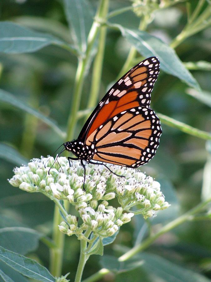 Butterfly Garden - Monarchs 06 Photograph by Pamela Critchlow