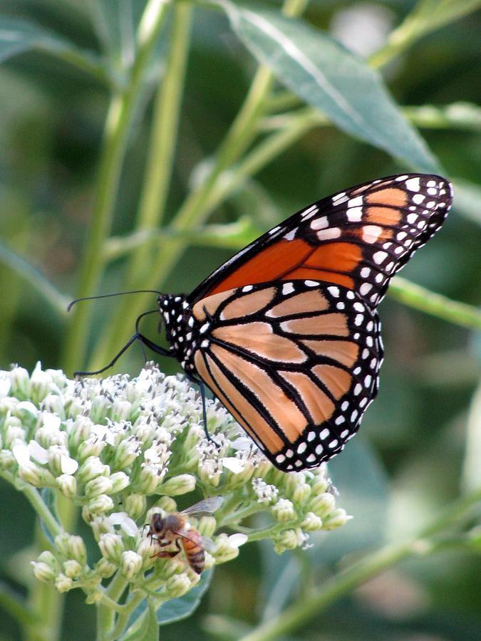 Butterfly Garden - Monarchs 07 Photograph by Pamela Critchlow
