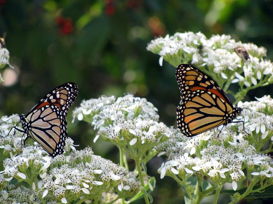 Butterfly Garden - Monarchs 08 Photograph by Pamela Critchlow