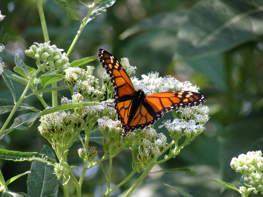 Butterfly Garden - Monarchs 09 Photograph by Pamela Critchlow