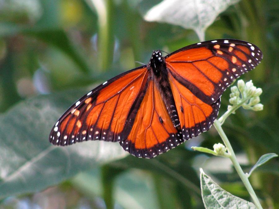 Butterfly Garden - Monarchs 10 Photograph by Pamela Critchlow
