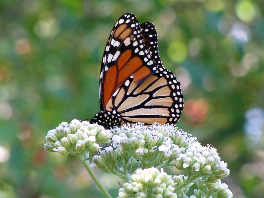Butterfly Garden - Monarchs 11 Photograph by Pamela Critchlow