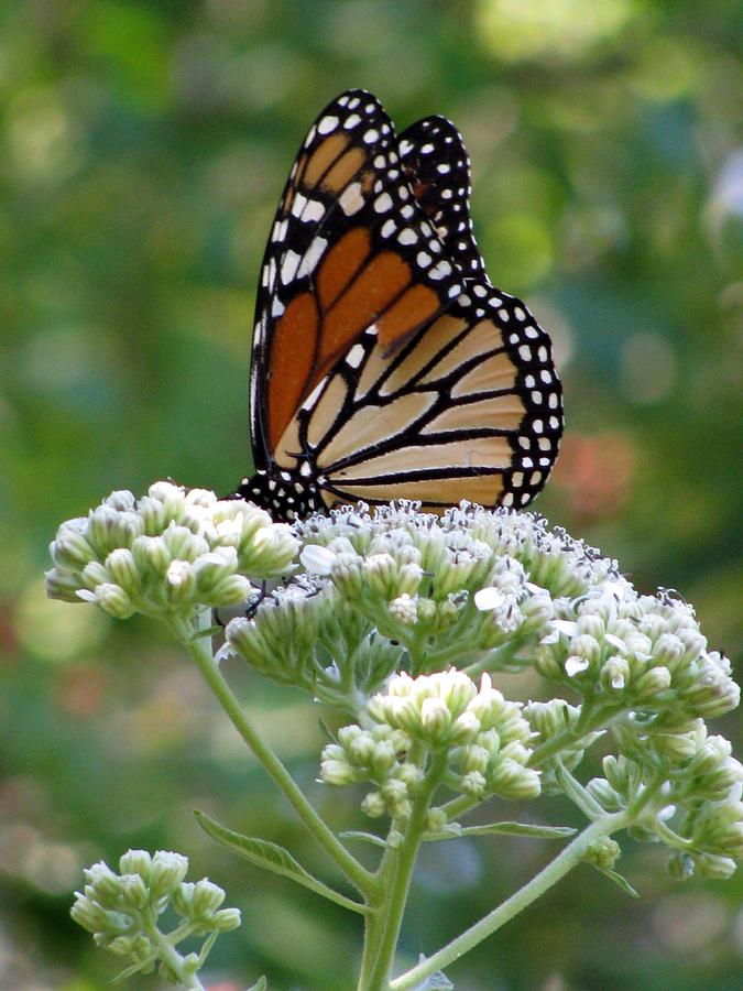 Butterfly Garden - Monarchs 12 Photograph by Pamela Critchlow
