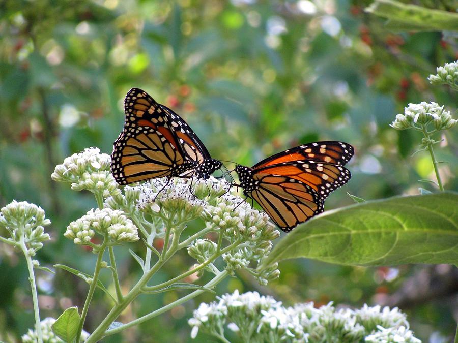 Butterfly Garden - Monarchs 16 Photograph by Pamela Critchlow