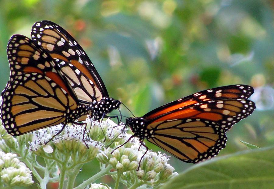 Butterfly Garden - Monarchs 17 Photograph by Pamela Critchlow