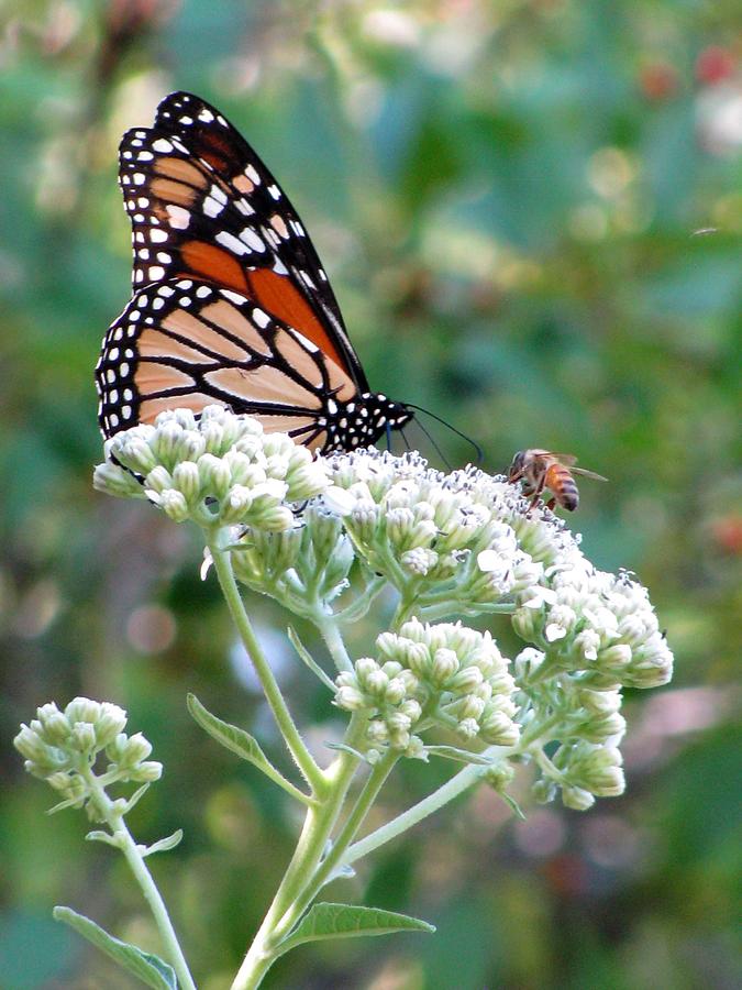 Butterfly Garden - Monarchs 19 Photograph by Pamela Critchlow