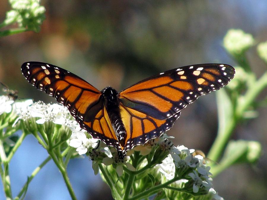 Butterfly Garden - Monarchs 20 Photograph by Pamela Critchlow