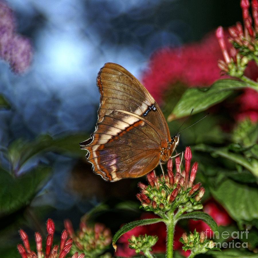 Butterfly Garden Photograph by Peggy Hughes