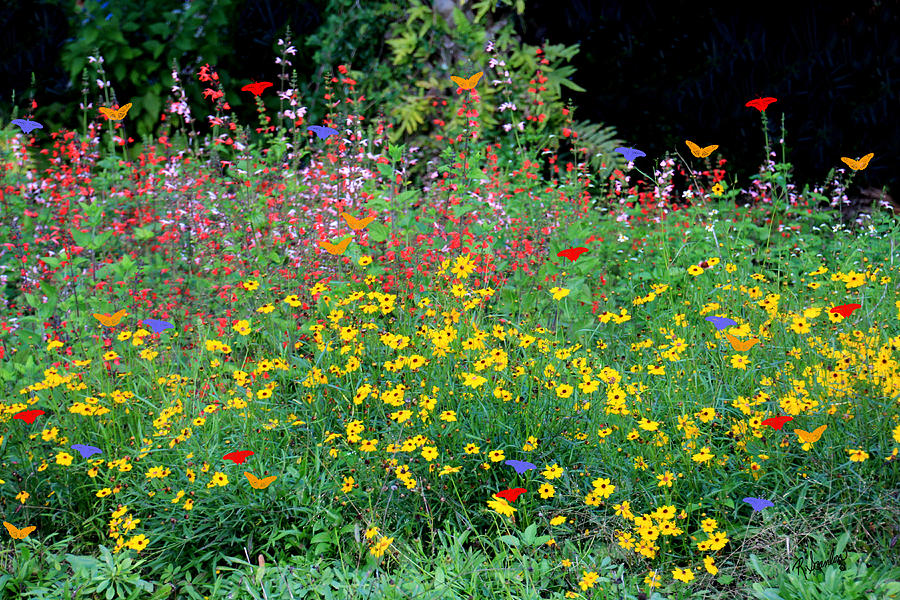 Butterfly Garden Photograph by Rosalie Scanlon