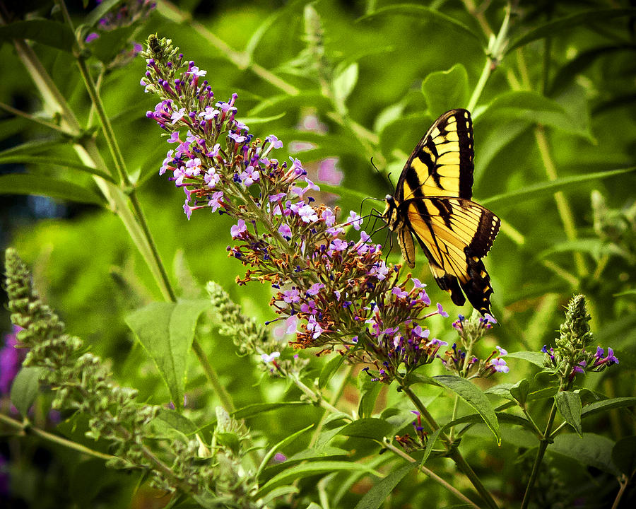 Butterfly Garden Photograph by Sennie Pierson